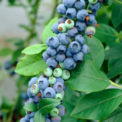 BLOOMIQUE - Vaccinium corymbosum 'goldtraube' - myrtille - plantes fruitières - ⌀14 cm - hauteur 60-70cm