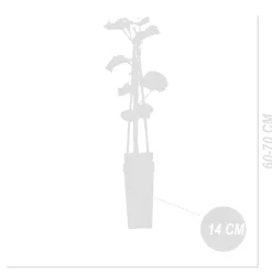 BLOOMIQUE - Vitis vinifera 'vroege van der laan' - plant de raisin - raisins blancs - ⌀14 cm - hauteur 60-70cm