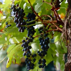 BLOOMIQUE - Vitis vinifera 'boskoop glory' - plant de raisin - raisins bleus - ⌀14 cm - hauteur 60-70cm