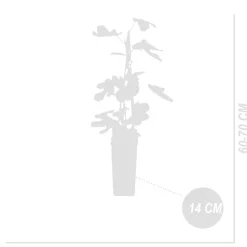 BLOOMIQUE - 2x ficus carica 'brown turkey' - figuier - arbres fruitiers - ⌀14 cm - hauteur 60-70cm