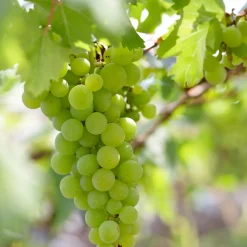BLOOMIQUE - 2x vitis vinifera 'vroege van der laan' - plant de raisin - ⌀14 cm - hauteur 60-70cm