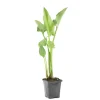 BLOOMIQUE - Zantedeschia aethiopica - arum blanc - plantes de bassin - 10-20 cm de haut - pot 9 cm