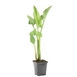 BLOOMIQUE - Zantedeschia aethiopica - arum blanc - plantes de bassin - 10-20 cm de haut - pot 9 cm