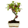 Bonsaï Malus - 12 ans