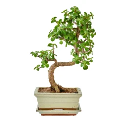 Bonsaï Mix avec soucoupe, 6 ans
