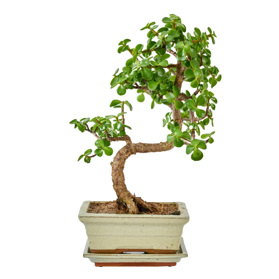 Bonsaï Mix avec soucoupe, 6 ans
