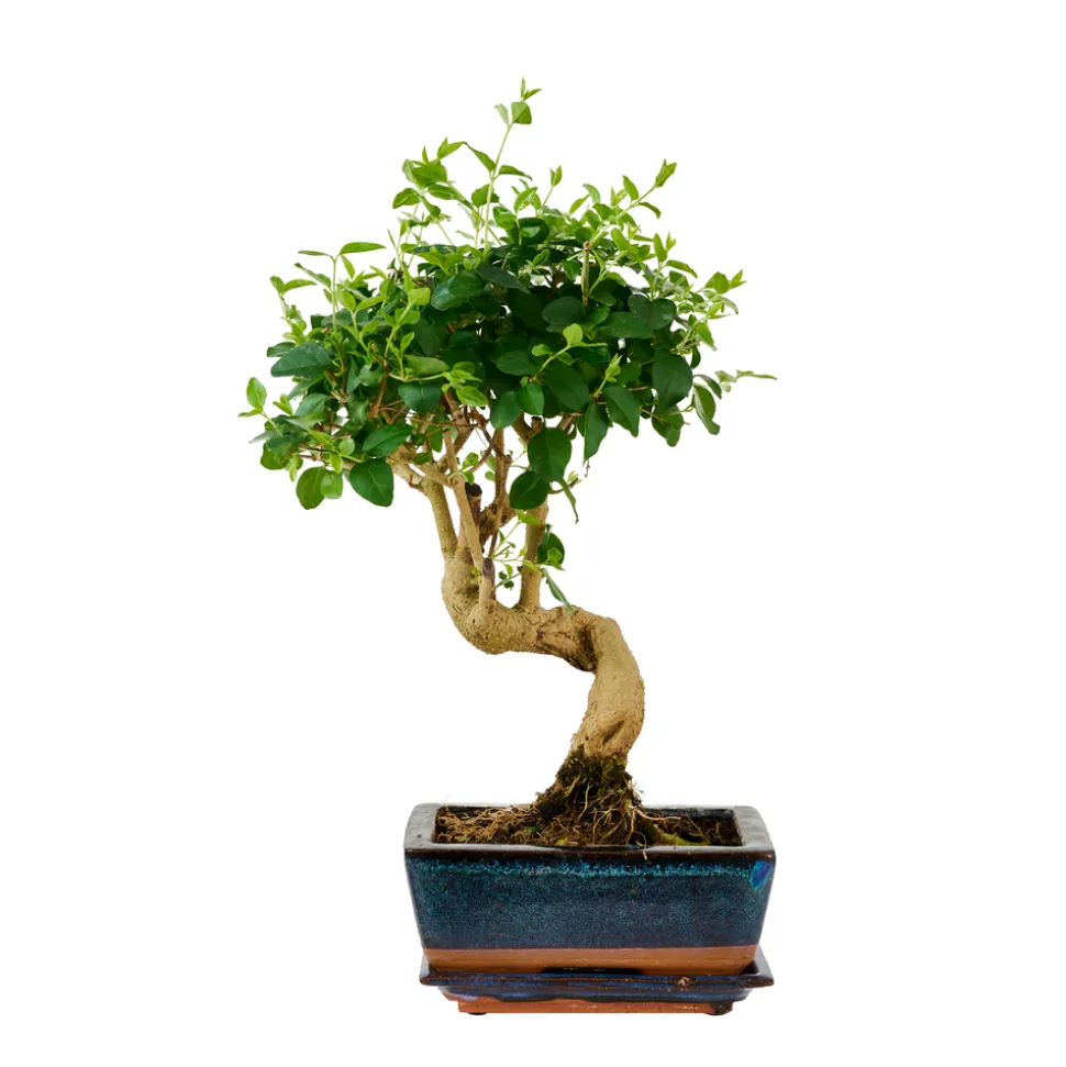 Bonsaï Mix avec soucoupe, 6 ans