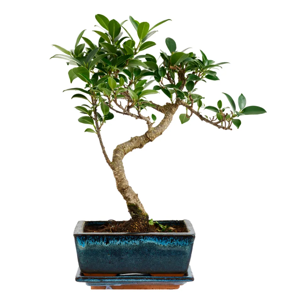 Bonsaï Mix avec soucoupe, 6 ans