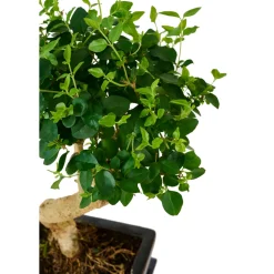 Bonsaï Mix avec soucoupe, 6 ans