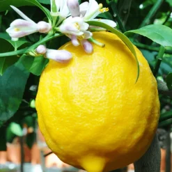 BOURGEON - Citronnier jaune - citrus lemon 60cm + pot respirant vert ø20cm