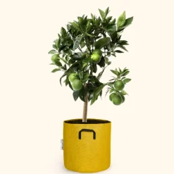 BOURGEON - Citronnier vert - citrus lime 80cm - pot respirant jaune ø30cm
