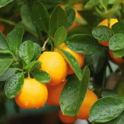 BOURGEON - Citrus calamondin 55cm + pot respirant vert ø20cm