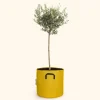 BOURGEON - Olivier européen - olea europaea 50cm + pot respirant jaune ø15cm