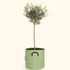BOURGEON - Olivier européen - olea europaea 50cm + pot respirant vert ø15cm