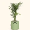 BOURGEON - Palmier kentia - howea forsteriana 110cm + pot respirant vert ø30cm