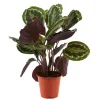 Calathéa médaillon, pot D19cm