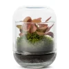 Capsule Fitto