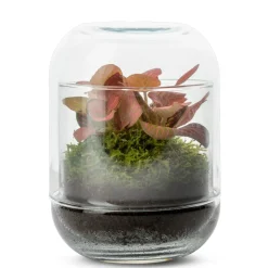 Capsule Fitto