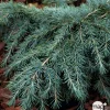 Cèdre de l'Himalaya 'Feeling Blue'- Cedrus Deodara 40/50 : pot 5L