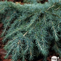 Cèdre de l'Himalaya 'Feeling Blue'- Cedrus Deodara 40/50 : pot 5L