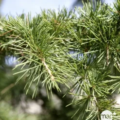 Cèdre du Liban nain - Cedrus libani- 'Nana' 30/40 : pot 3L