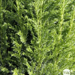 Chamaecyparis lawsoniana 'Elwoodii' Pot D 17cm