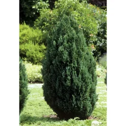 Chamaecyparis Lawsoniana Ellwoodii : 90/100 cm pot 10L