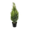 Chamaecyparis Lawsoniana Allumii Gold : 100/125 cm pot 4L