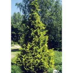 Chamaecyparis Lawsoniana Allumii Gold : 100/125 cm pot 4L
