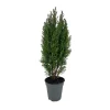 Chamaecyparis Lawsoniana Ellwoodii : pot d.13cm