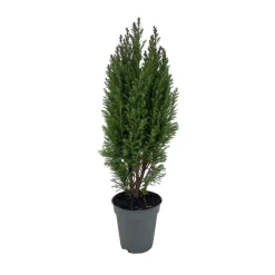 Chamaecyparis Lawsoniana Ellwoodii : pot d.13cm