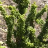 Chamaecyparis obtusa ' Sheriman ' : hauteur 20/25 cm pot 3,7 L