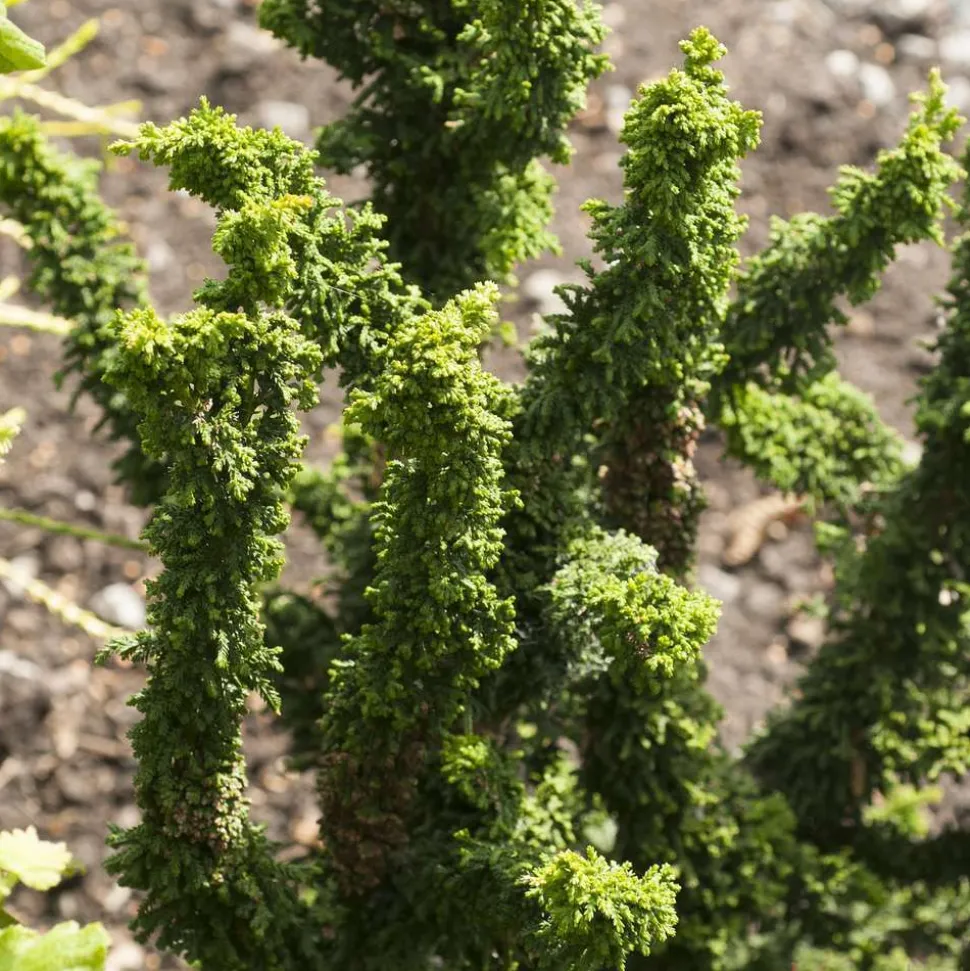 Chamaecyparis obtusa ' Sheriman ' : hauteur 20/25 cm pot 3,7 L