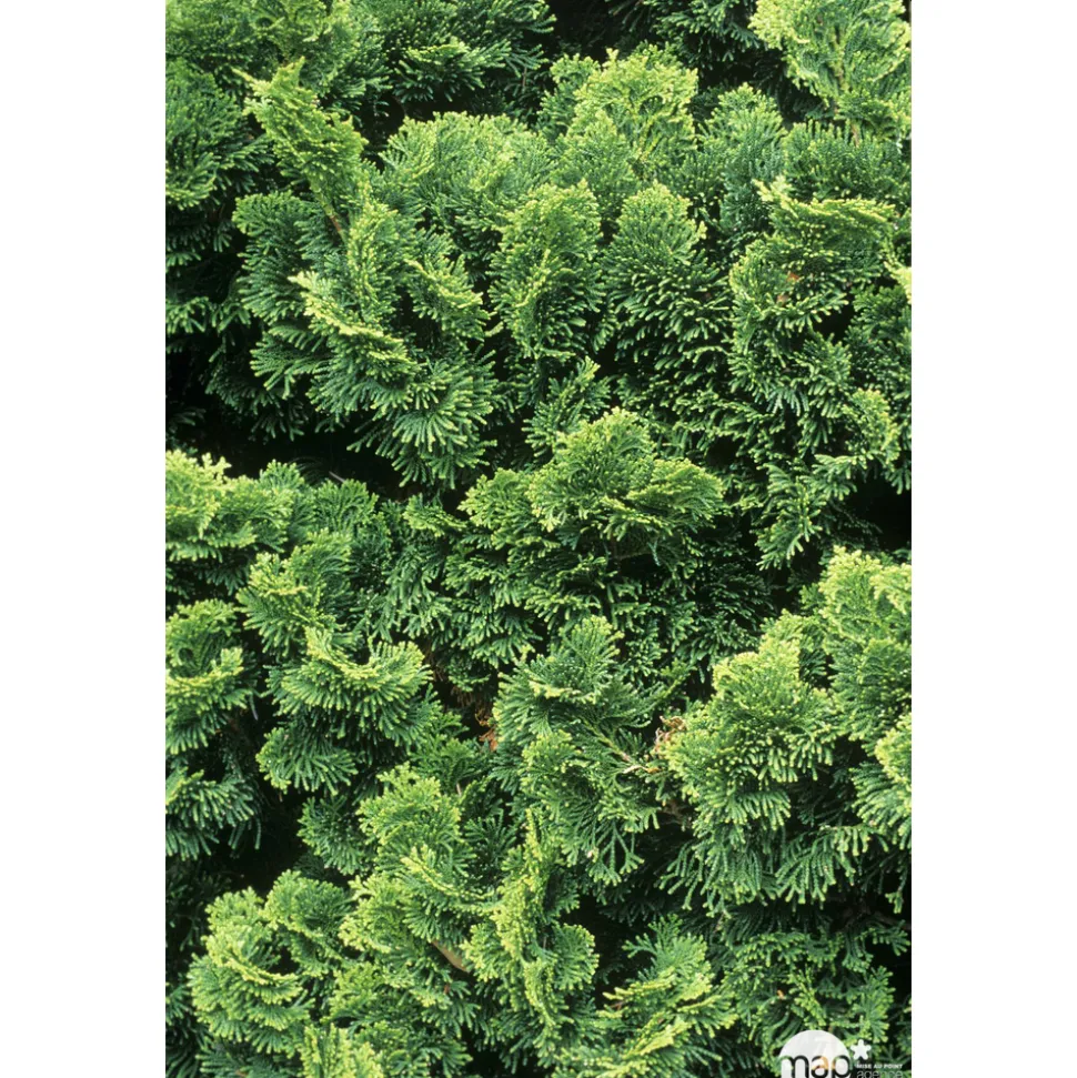 Chamaecyparis obtusa Nana Gracilis : H 25/30 : pot 4 L