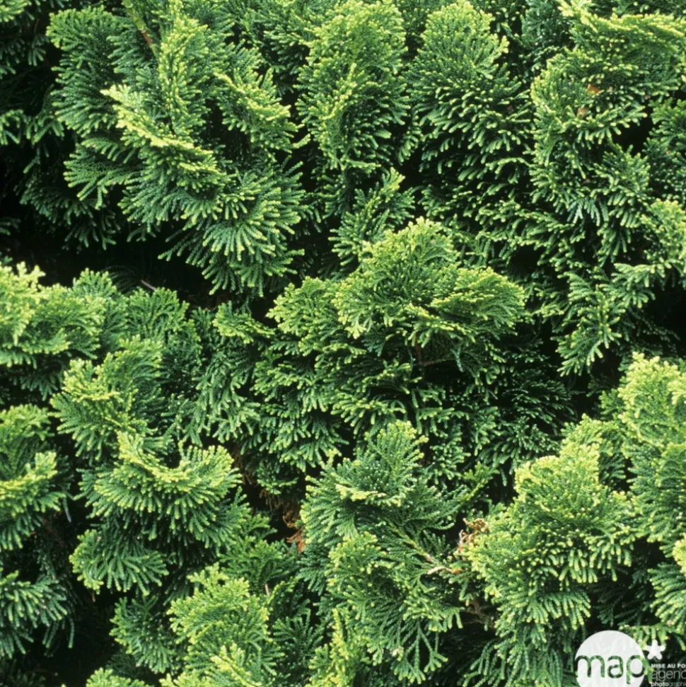 Chamaecyparis obtusa Nana Gracilis : H 25/30 : pot 4 L