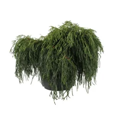 Chamaecyparis pisifera Sungold : H 30/40 cm : pot 5 L