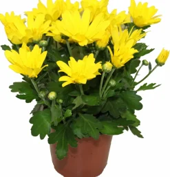 Chrysantheme multifleur jaune pot 11 cm