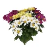Chrysanthème mix : en coupe D. 23 cm