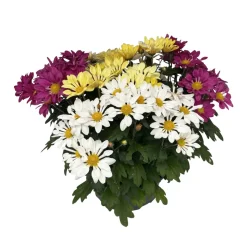 Chrysanthème mix : en coupe D. 23 cm