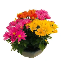 Chrysanthème mix : en coupe D. 23 cm
