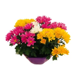 Chrysanthème mix : en coupe D. 23 cm