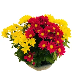 Chrysanthème mix : en coupe D. 23 cm