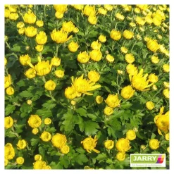 Chrysanthème multi carousel D11cm - Coloris variables