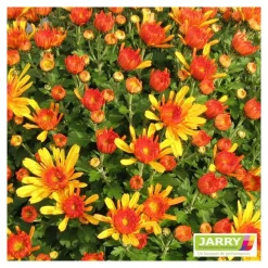 Chrysanthème multi carousel D11cm - Coloris variables