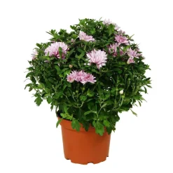 Chrysanthème multi carousel D11cm - Coloris variables