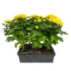 Chrysanthème multifleur : barquette de 6 plants