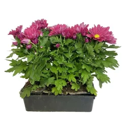 Chrysanthème multifleur : barquette de 6 plants
