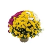 Chrysanthème pompon: pot D.18cm, caroussel - Coloris variables