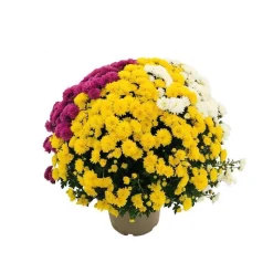 Chrysanthème pompon: pot D.18cm, caroussel - Coloris variables