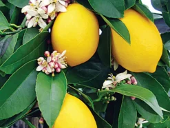 Citronnier 4 saison xl h-110/130cm